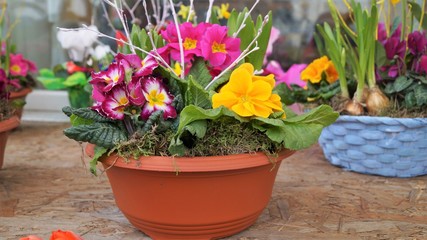 Fototapeta na wymiar spring arrangement of bright flowers in a pot