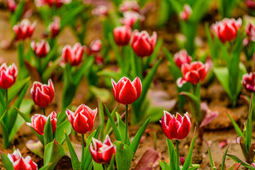 red tulips in the garden