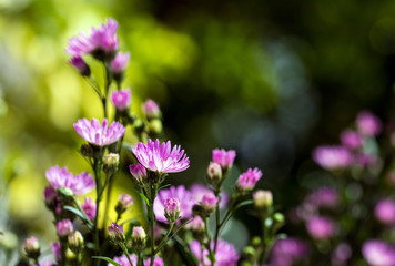 Fototapeta premium Macro close-up bouquet of the blooming buds of Aster amellus.