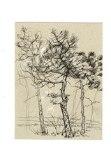 Hand-drawn graphic illustration. Trees in a park in a forest. Print, textile. Vintage, sketch, doodle, retro. Nature, pine, spruce. Set separately on a white background.