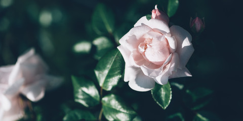 Beautiful light pink roses blooming in the garden during summer time