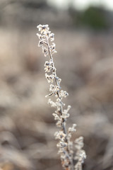 frosted plant