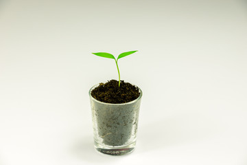 Fototapeta na wymiar young plant in a pot