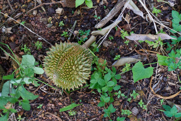Small durian that fell on the ground under the durian tree.