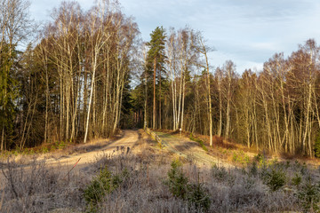 path in the forest