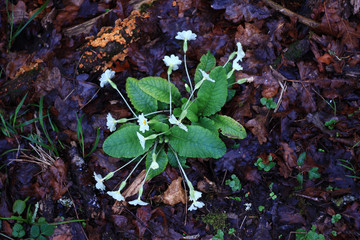 plants in garden