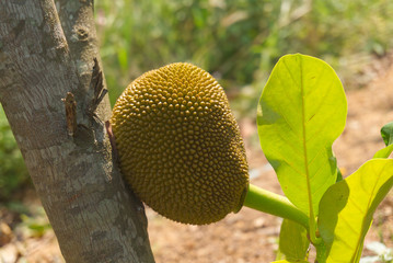 jackfruit hung on the jackfruit tree.