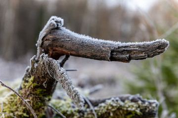frosty interesting strain in the forest