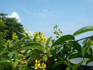 Green and yellow flowers at  the blue sky background. A wonderful view of the sky through the green flowering bushes with small yellow flowers. Spring landscape. Tristellateia australasiae