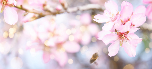 Fototapeta premium Fresh flowers. Spring background.