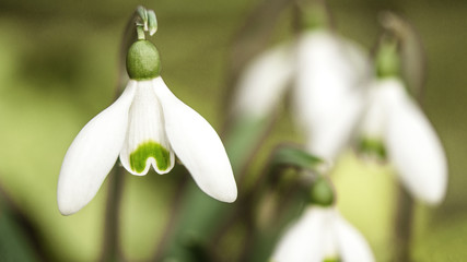Spring awakening background banner panorama - close up of blooming snowdrops
