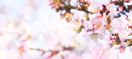 Fresh flowers. Spring background.
