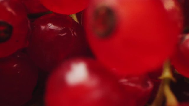 motion past delicious ripe redcurrant berries macro