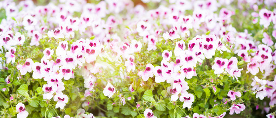Spring field with wild flowers
