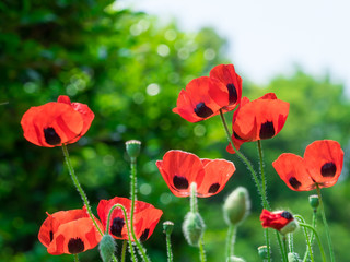 Fototapeta premium ポピー poppy 7