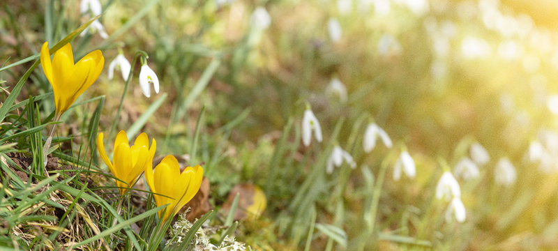 spring awakening - green meadow with blooming crocus and snowdrops illuminated by the morning sun