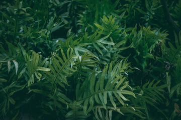 Fototapeta premium tropical fish in aquarium