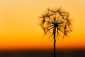 Dandelion silhoutte on a yellow background