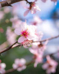 Obraz premium cherry blossom in spring