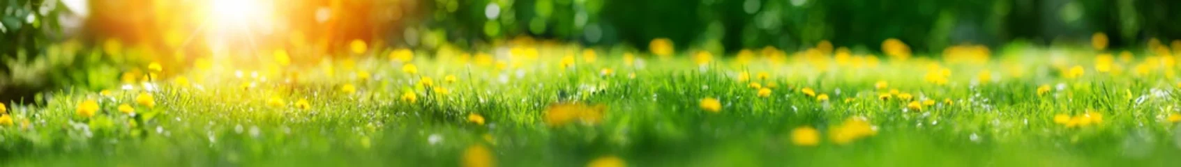 Gartenposter Gelb Feld mit Löwenzahn. Nahaufnahme von gelben Frühlingsblumen