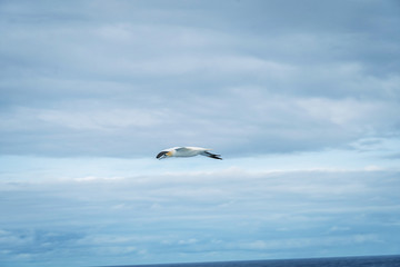 Fototapeta na wymiar Cape gannet (Morus capensis) in flight.