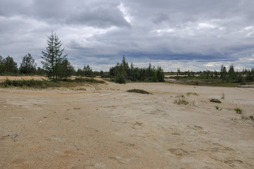 Heavy dark blue with tint of grey clouds in the cold summer sky over  green forest growing in the sand. North