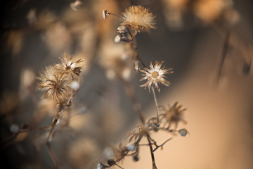 thistle in the field