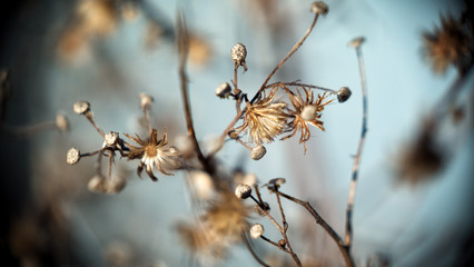 branch of a tree in winter