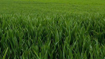 Full frame shot of green grass field background