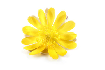 Adonis amurensis. Far eastern snowdrop