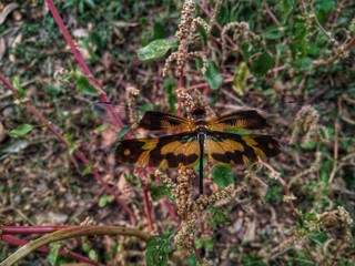 dragonfly on leaf