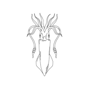 Elegant linear illustration of squid isolated on white background. Underwater creature hand drawn realistic vector sketch drawing. Sea food logo template.