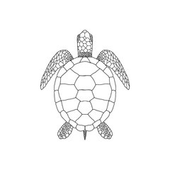 Obraz premium Elegant linear illustration of sea turtle isolated on white background. Underwater creature hand drawn realistic vector sketch drawing.