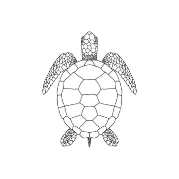 Elegant linear illustration of sea turtle isolated on white background. Underwater creature hand drawn realistic vector sketch drawing.