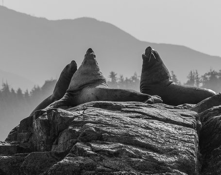Roaring sea lions on a rock, Broken Islands, Vancouver Isalnd, North-America, Canada, British Colombia, August 2015