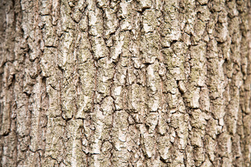 Naklejka premium Linden bark background with clear pattern of tree structure on a clear Sunny day, backgrounds texture design.