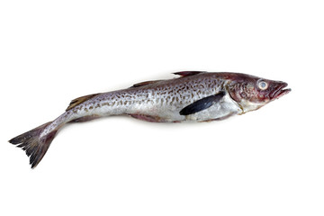 Alaska pollock