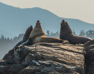 Roaring sea lions on a rock, Broken Islands, Vancouver Isalnd II, North-America, Canada, British Colombia, August 2015