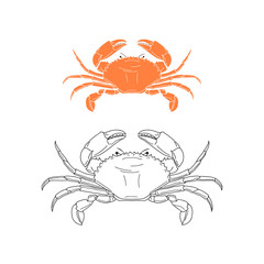 Elegant linear illustration of crab isolated on white background. Underwater creature hand drawn realistic vector sketch drawing. Sea food logo template.
