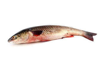 Pelengas (Liza haematocheilus, so-iuy mullet)