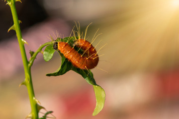 A closeup macro isolated image of a Gulf Fritillary Caterpillar,The Caterpillar has bright orange skin.