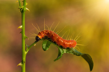 A closeup macro isolated image of a Gulf Fritillary Caterpillar,The Caterpillar has bright orange skin.