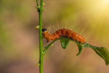 A closeup macro isolated image of a Gulf Fritillary Caterpillar,The Caterpillar has bright orange skin.