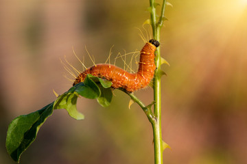 A closeup macro isolated image of a Gulf Fritillary Caterpillar,The Caterpillar has bright orange skin.