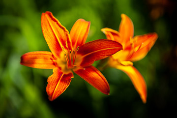 Blooming flowers Day lily (flower Hemerocallis fulva), close-up in the garden on a flowerbed in sunny day. Beautiful decorative orange lily flower in soft focus.