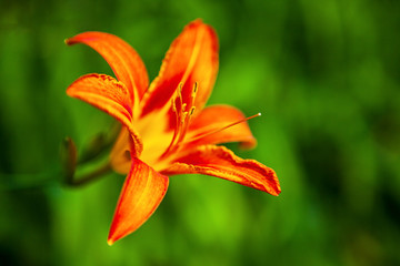 Beautiful decorative orange lily flower in soft focus. Blooming flowers Day lily (flower Hemerocallis fulva), close-up in the garden on a flowerbed in sunny day.