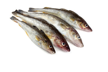 Saffron cod