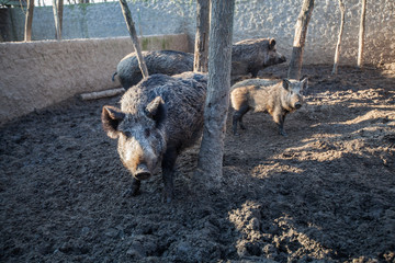 breed of black pigs at rural farms