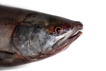 Chum salmon
