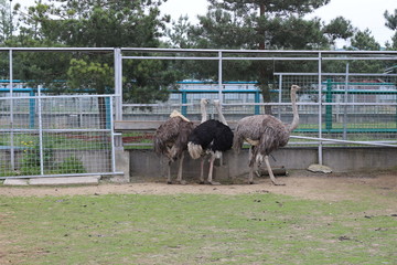 Three ostriches feed in a zoo paddock